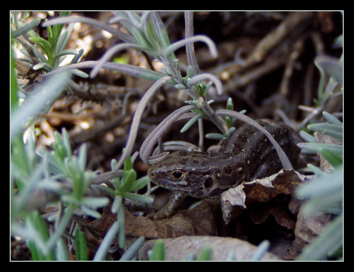 Lizard