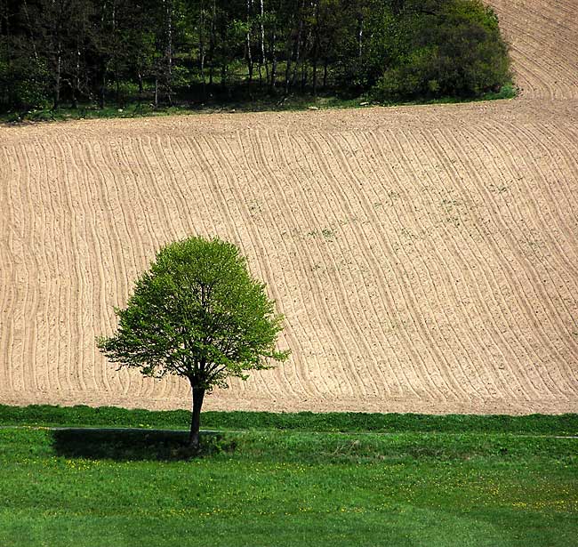 polní