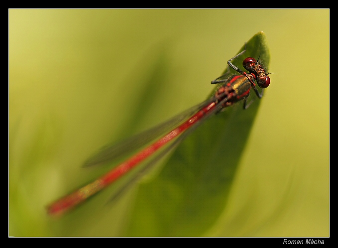 Čekání na kořist
