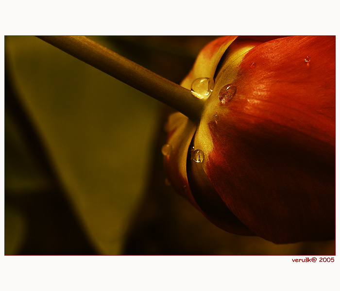 ---tulipán---