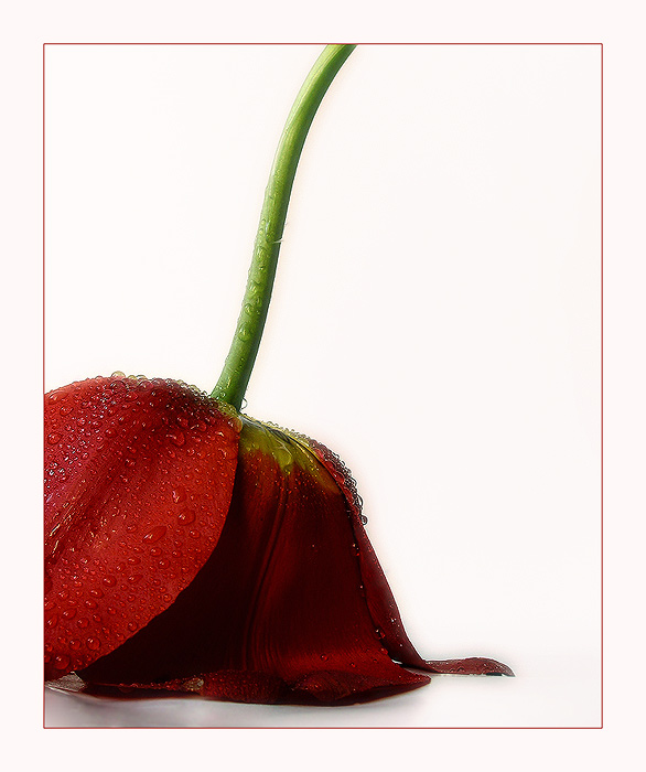 jednoducho tulipán I.