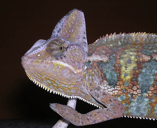 Chamik