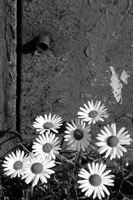 Dark Flowers in the City
