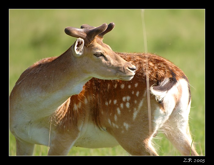 Nejen psi si honí ocas...