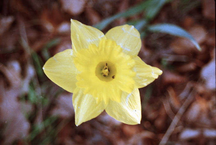 Narciska