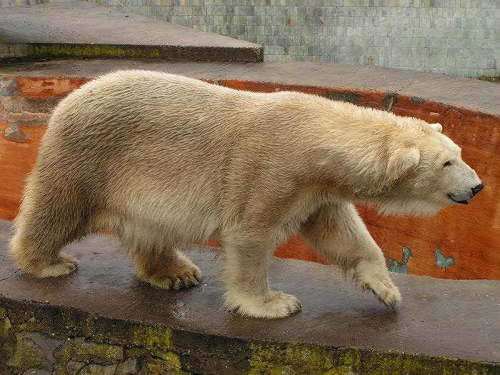 méďa léďa (už naposled)