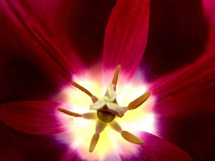 tulip