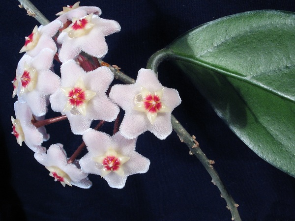 Hoya
