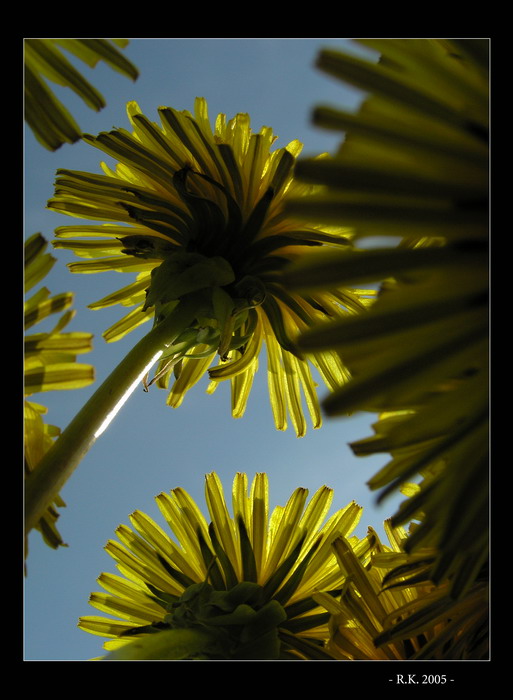 - Když se brouk převalí .... -