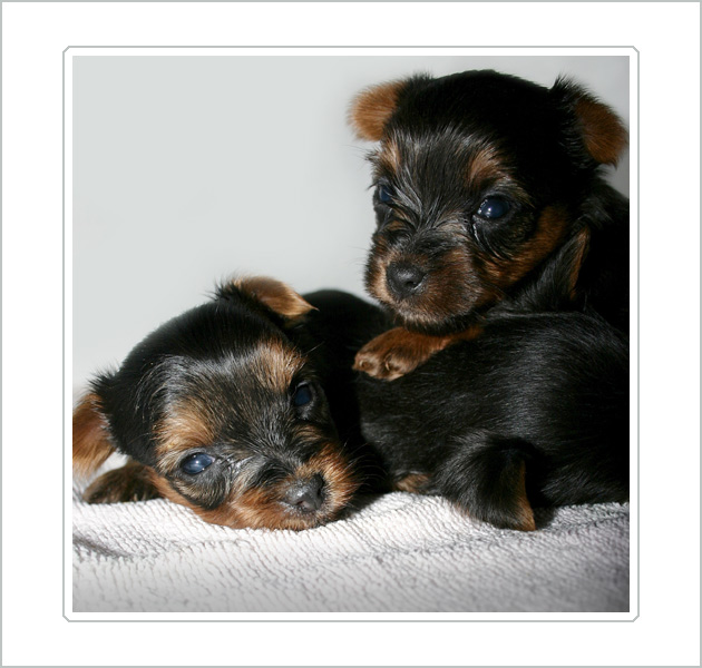 Blue Eyes Brothers