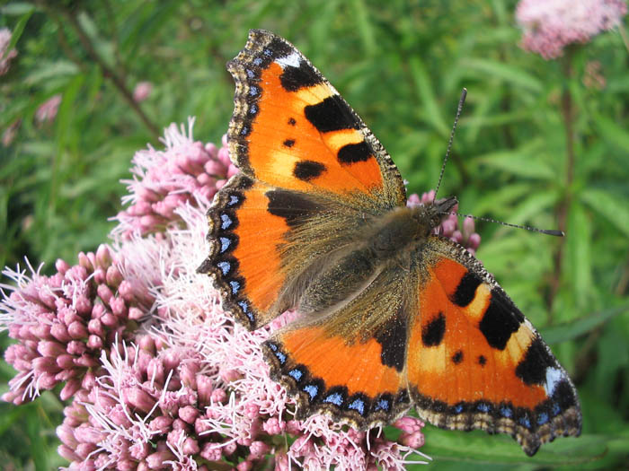 Aglais urticae