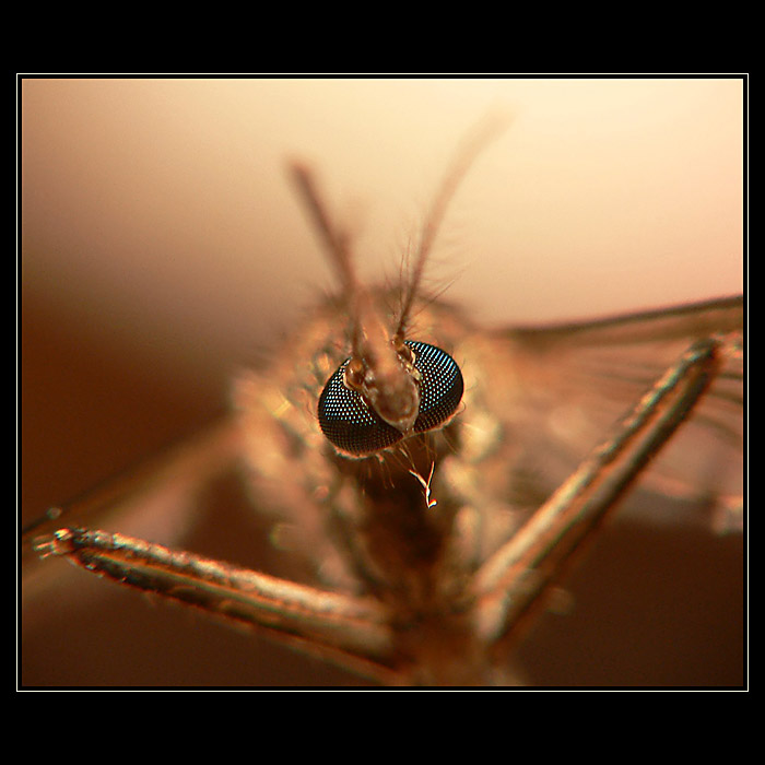 ...mikro - makro...
