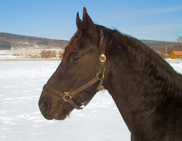 taková obyčejná zimní...