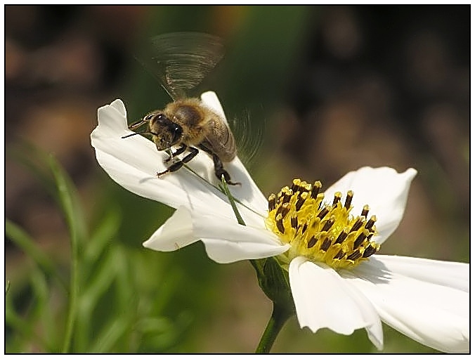 bzzz