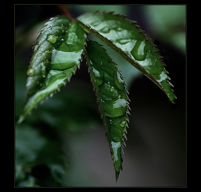 list růže po dešti