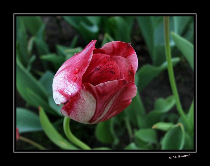 Víla v tulipánu