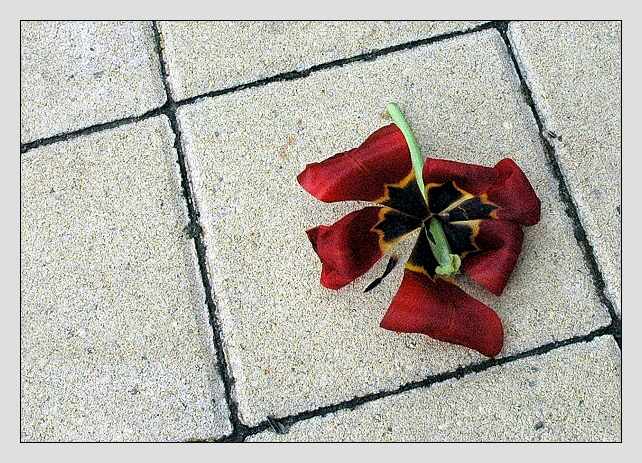 Trpký konec krásy....