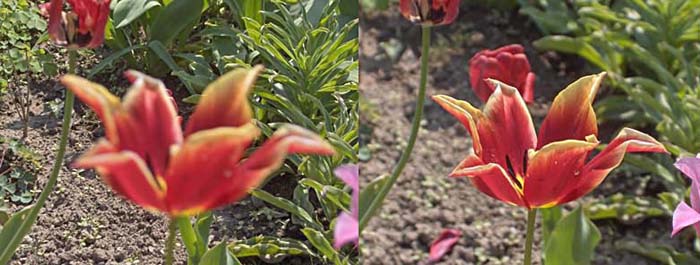 Tulipán