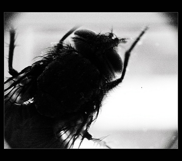 ...bzzz...