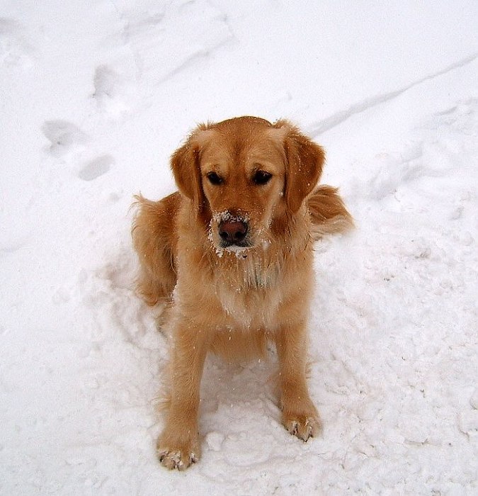 Pes přítel člověka:-)