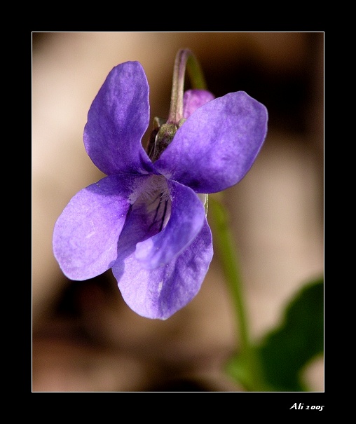 Fialka