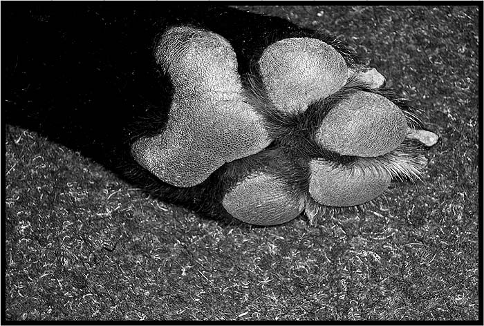 *PAW*