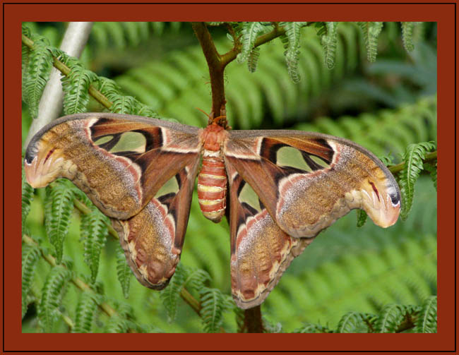motyl velikan