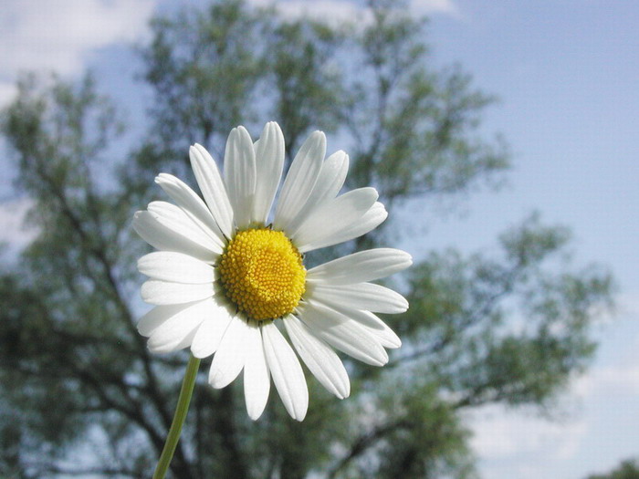 Má, či nemá ma rada