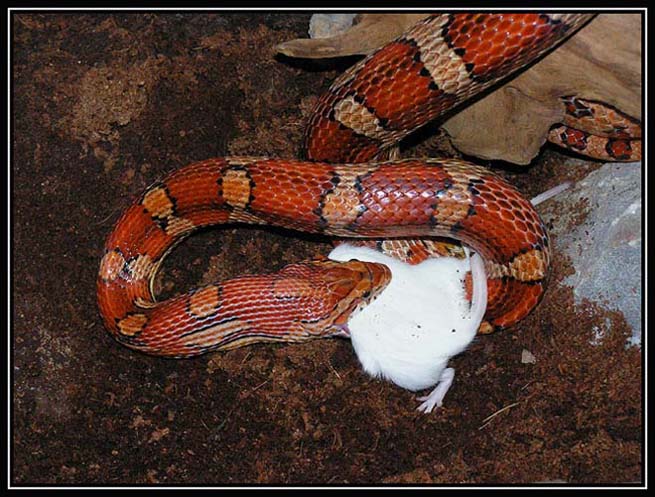 Při obědě