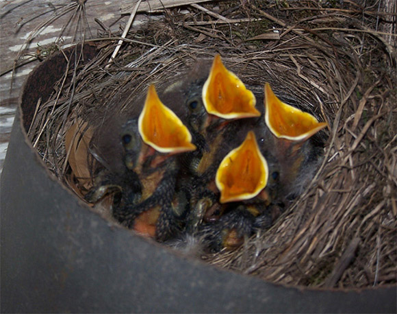 čtyři hladove zobáky