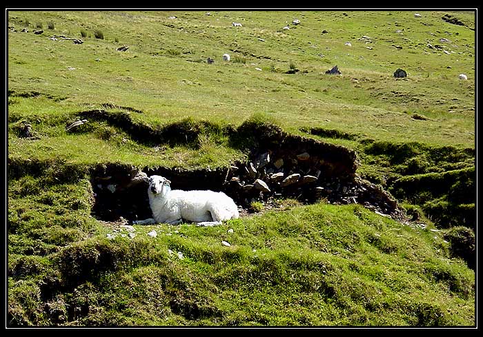 Polední siesta