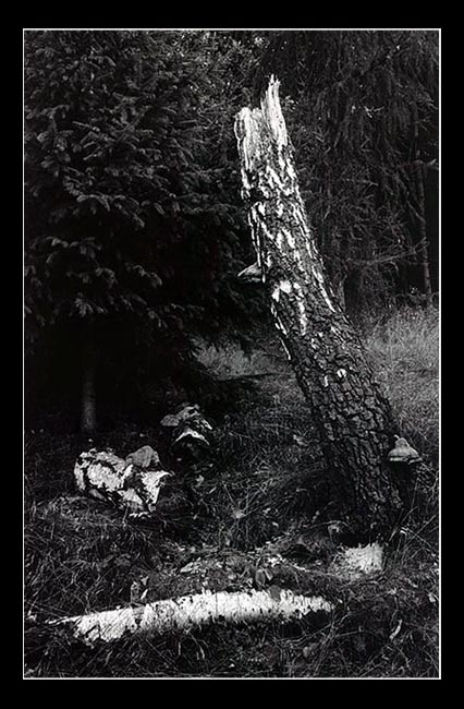 Strom času