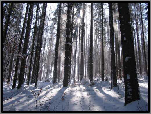 zimní procházka....