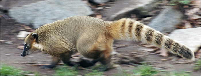 Nosál  červený (doufám)