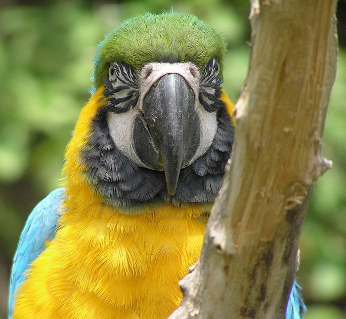 Ara z pražské ZOO