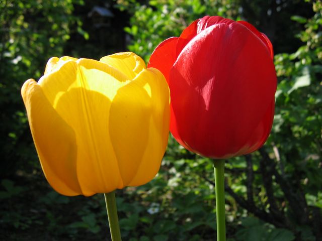 2 Tulipány