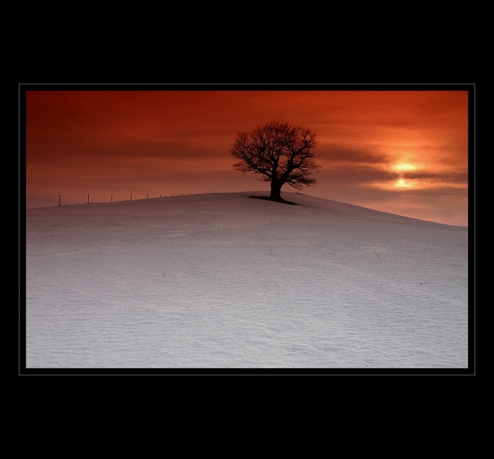 Winter Sun Tree