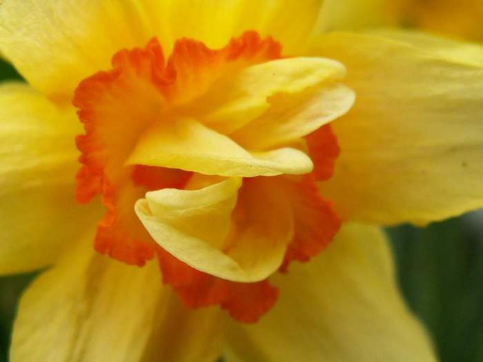 narcis zblizka :o)