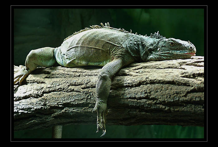 <b>ZNUDĚNÁ JEŠTĚRKA...</b><hr> <b>