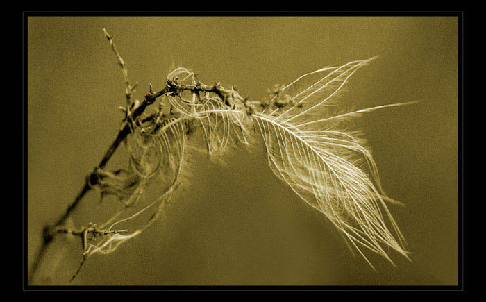 <b>OPUŠTĚNÉ PÍRKO...</b><hr> <b>