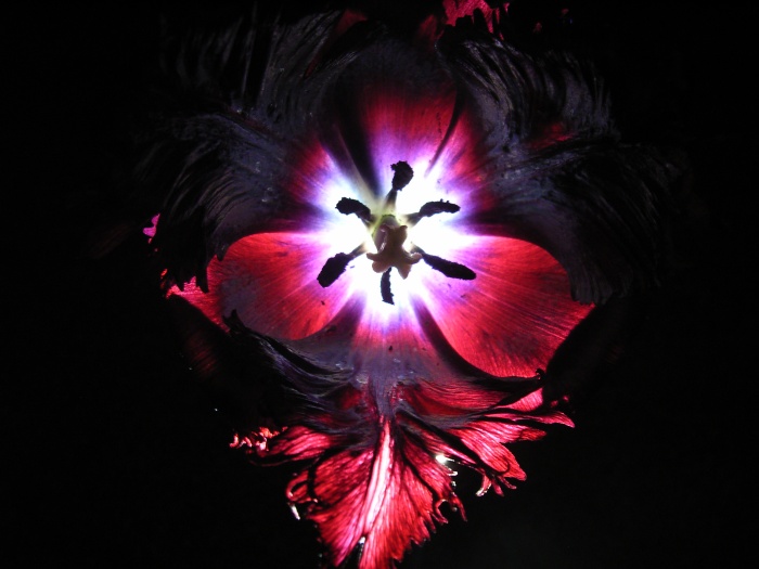 Průsvitný tulipán