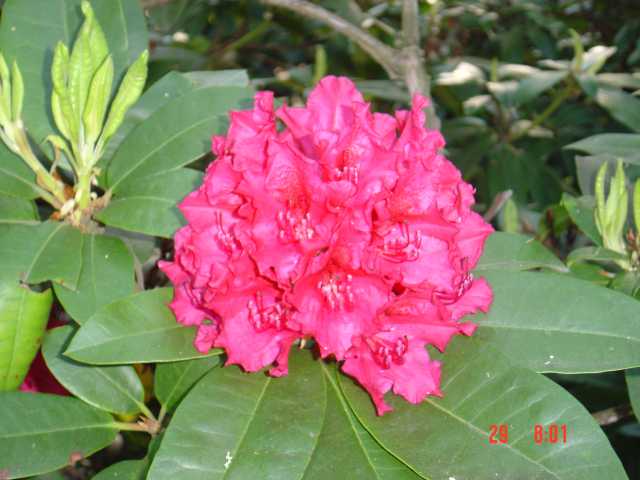 Rododendron