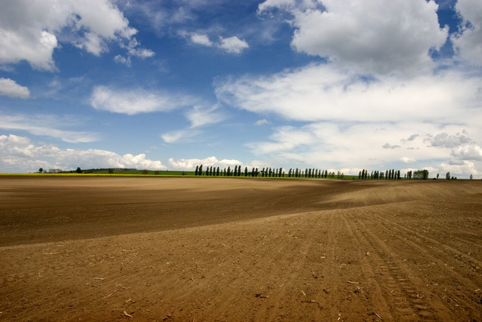 <b>dream landscape</b>
