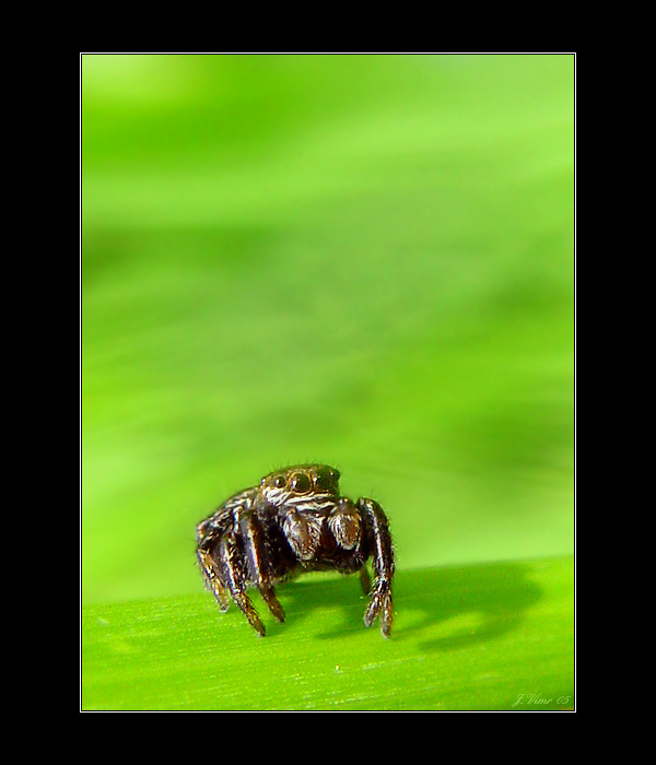 <b> - PAVOUČEK - 2 -</b>