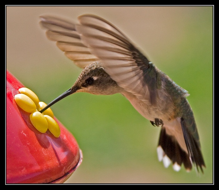 Hummer v akci