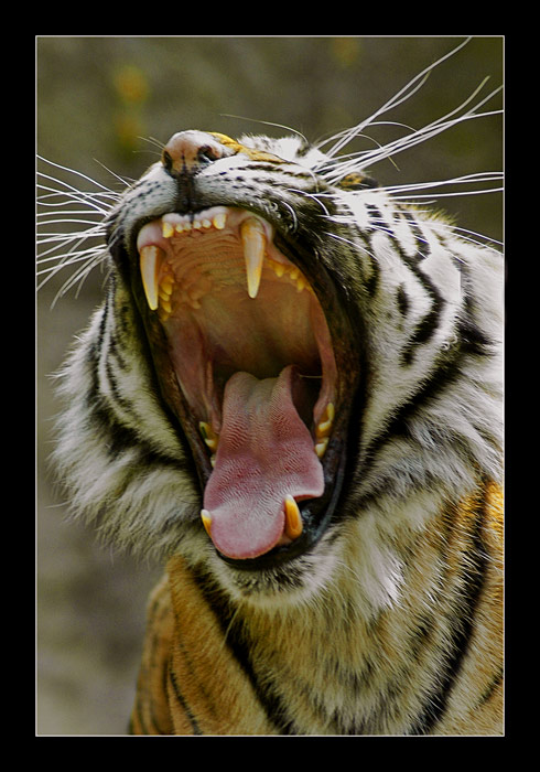 Tygr _2_