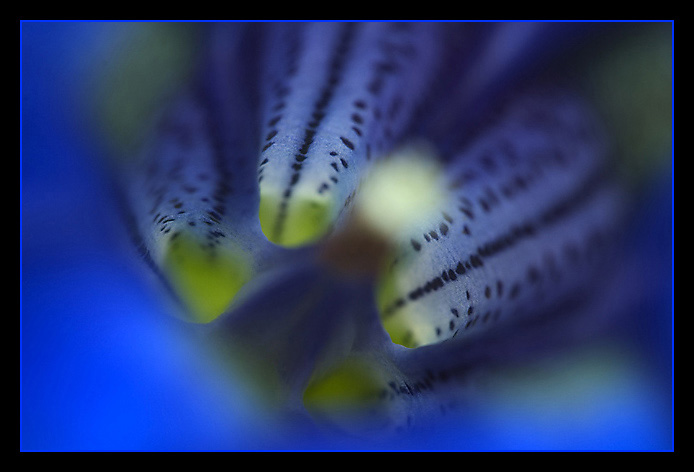 Pohledy do světa květin I