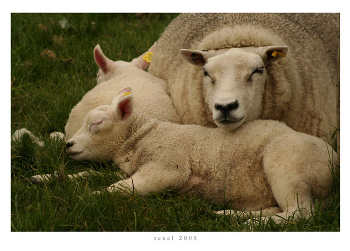 Texel 2005