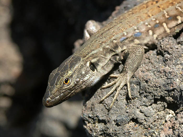 ještěrka z Tenerife
