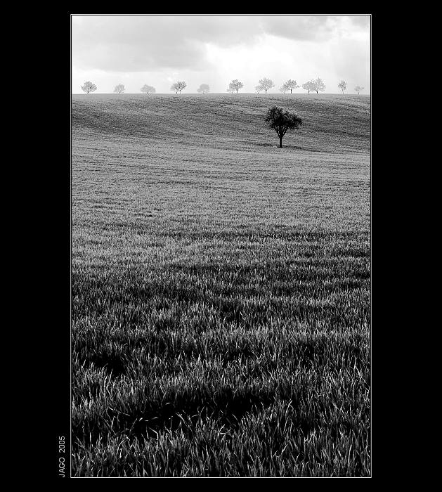 Alley tree...